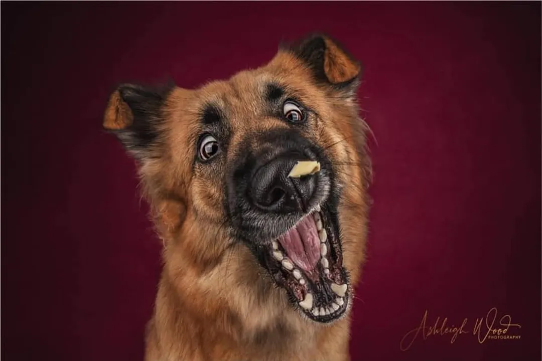 What is the personality of a corman shepherd?, Guardian Nature