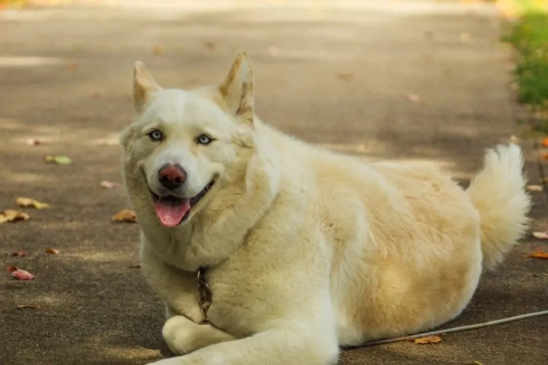 What is the personality of a huskita dog?, Parent Traits Blend