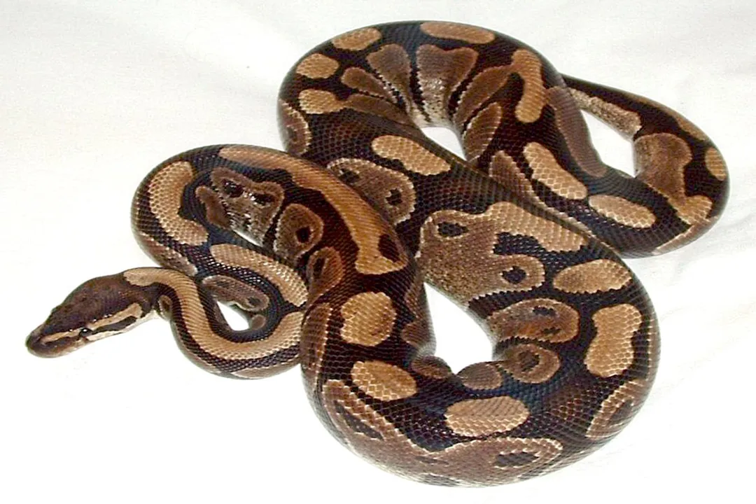 What is the physical appearance of a ball python?, Wild Pattern