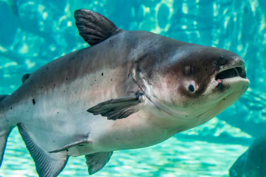 What is the physical appearance of a catfish?, Protective Structures