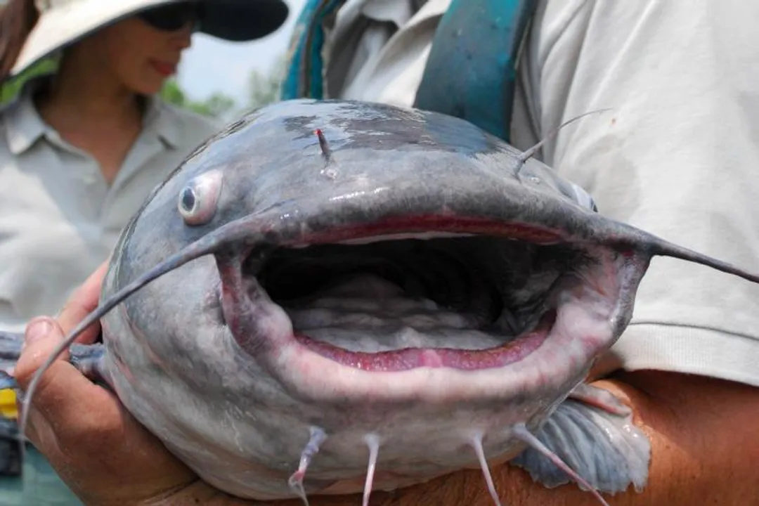 What is the physical appearance of a catfish?