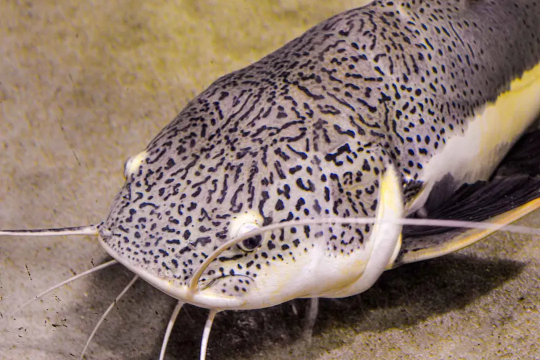 What is the physical appearance of a catfish?, Sensory Appendages