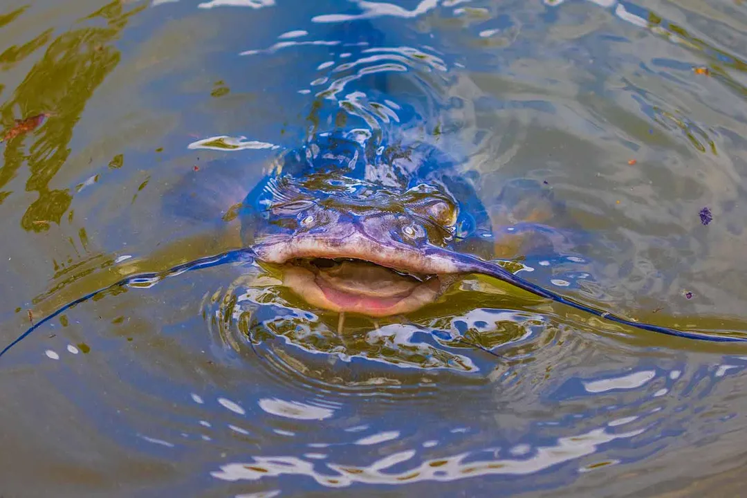 What is the physical appearance of a catfish?, Species Comparison