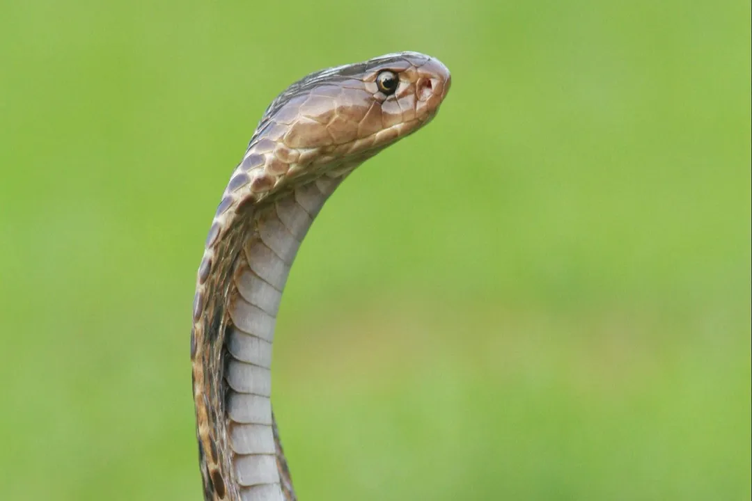 What is the physical appearance of a cobra?, Skin Pattern
