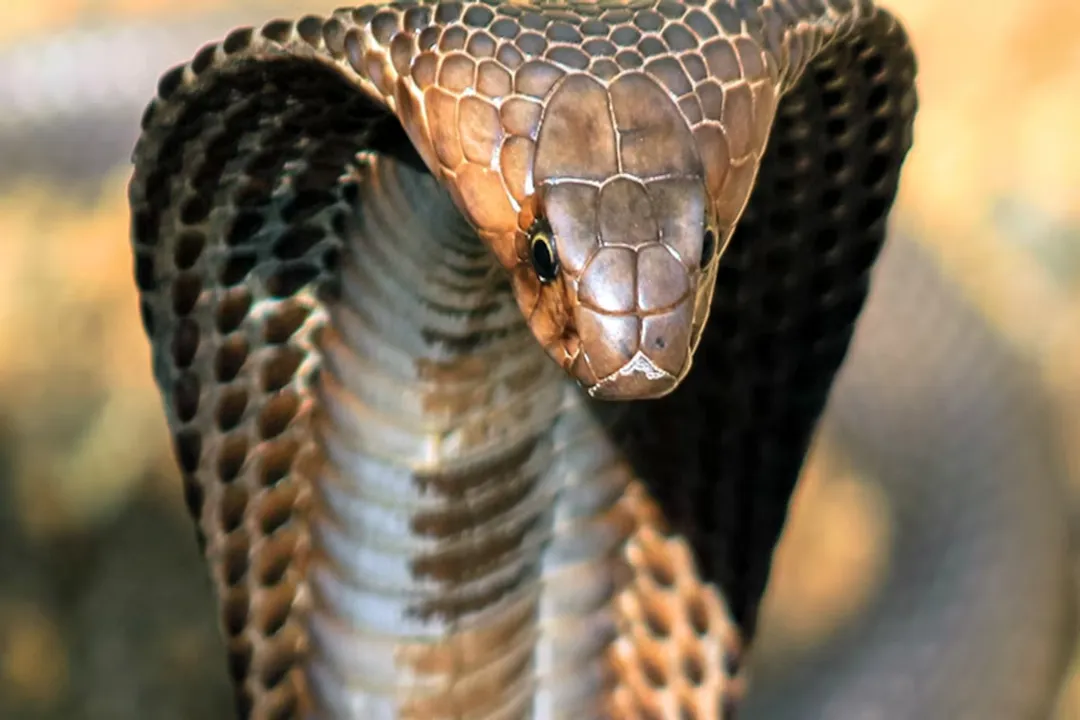 What is the physical appearance of a cobra?, Extreme Length