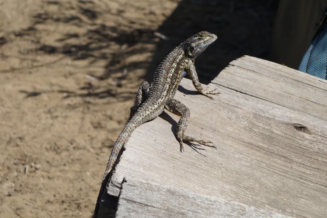 What is the physical appearance of a lizard?