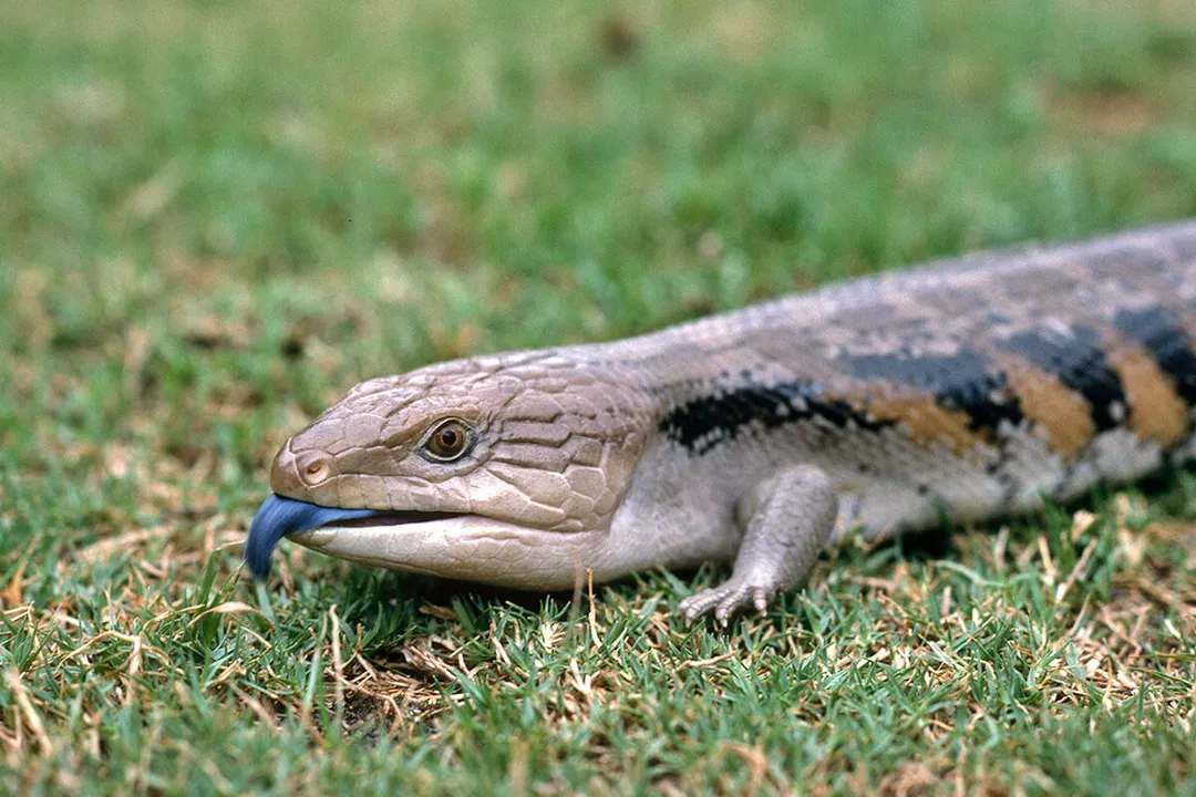 What is the physical appearance of a lizard?, Features of the Head