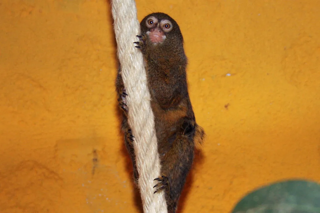 What is the physical appearance of a pygmy marmoset?