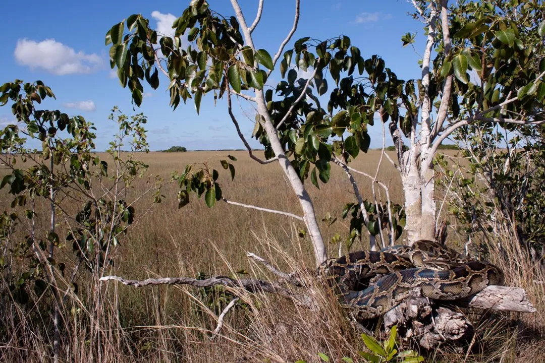 What is the physical appearance of a python?, Sensory Appendages