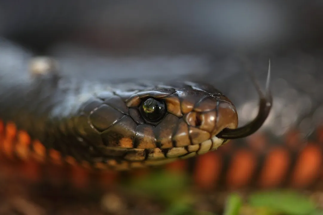 What is the physical appearance of a red bellied black snake?, Black Gloss