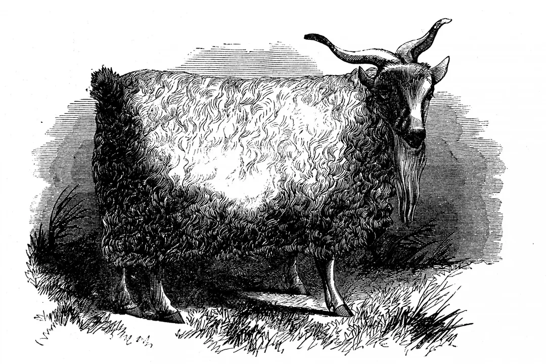 What is the physical appearance of a Spanish goat?, Head Features
