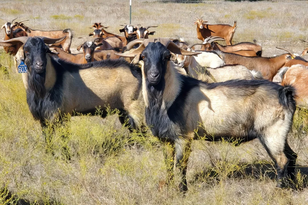 What is the physical appearance of a Spanish goat?, Coat Description