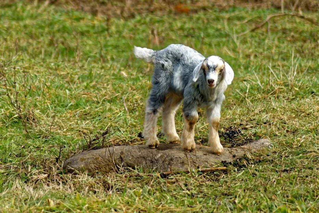 What is the physical appearance of a Spanish goat?