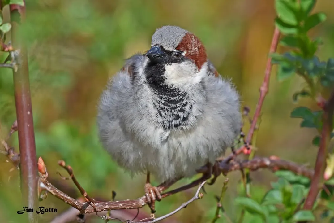 What is the physical appearance of a sparrow?