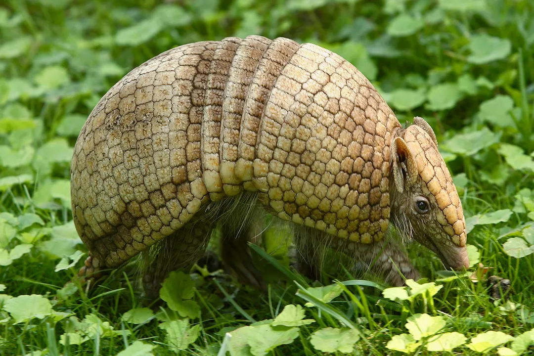 What is the physical appearance of armadillos?, Carapace Structure