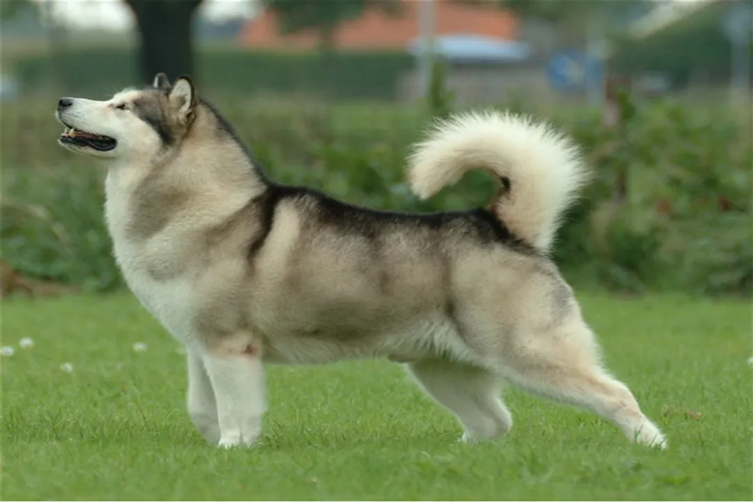 What is the physical appearance of the Alaskan Malamute?