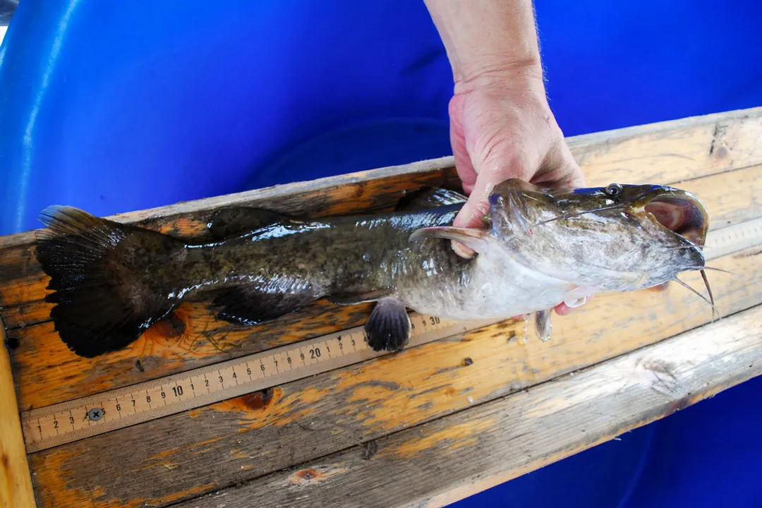 What is the physical description of a flathead catfish?