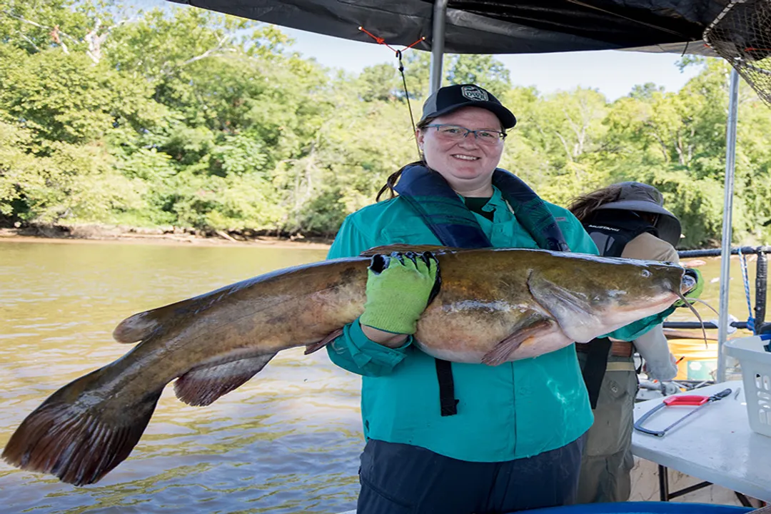 What is the physical description of a flathead catfish?, Coloration Patterns