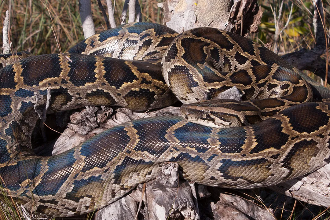 What is the physical description of a python snake?, Limbs and Vestigial Structures
