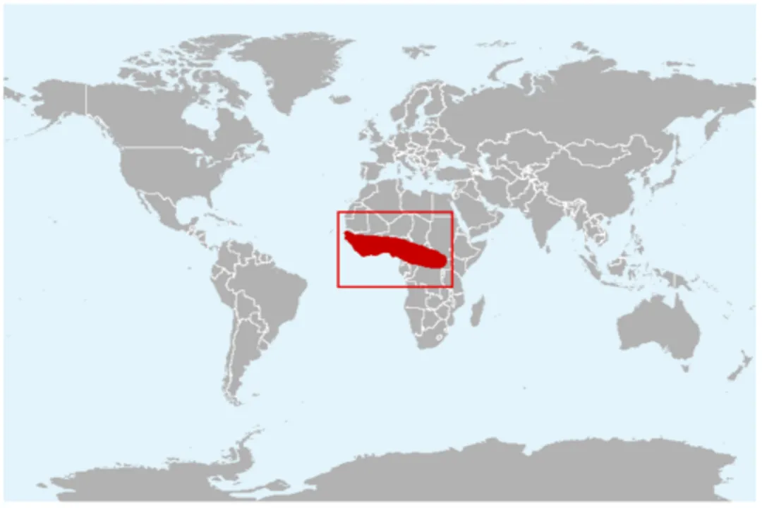 What is the physical description of a python snake?, Size Spectrum