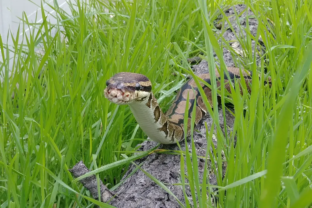 What is the physical description of a python snake?, Head and Sensory Features