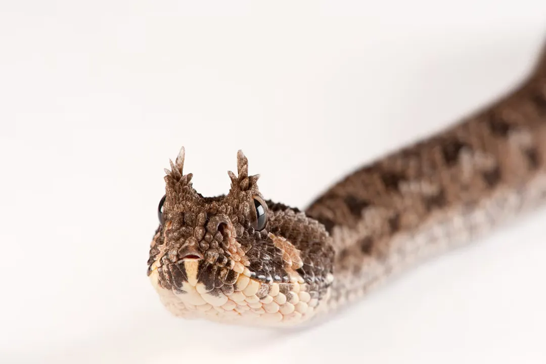 What is the physical description of a snake?, Scale Texture