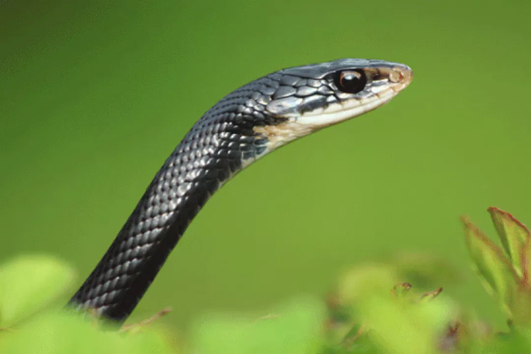 What is the physical description of a snake?, Head Shape
