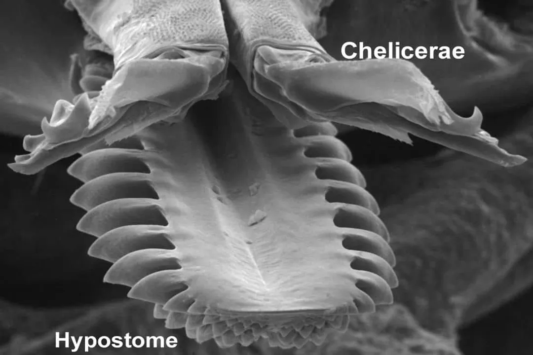 What is the physical description of a tick?, Mouthparts Capitulum