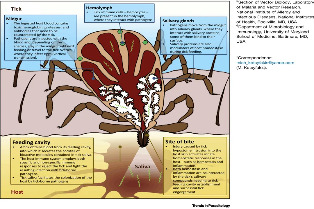 What is the physical description of a tick?, Size Engorgement