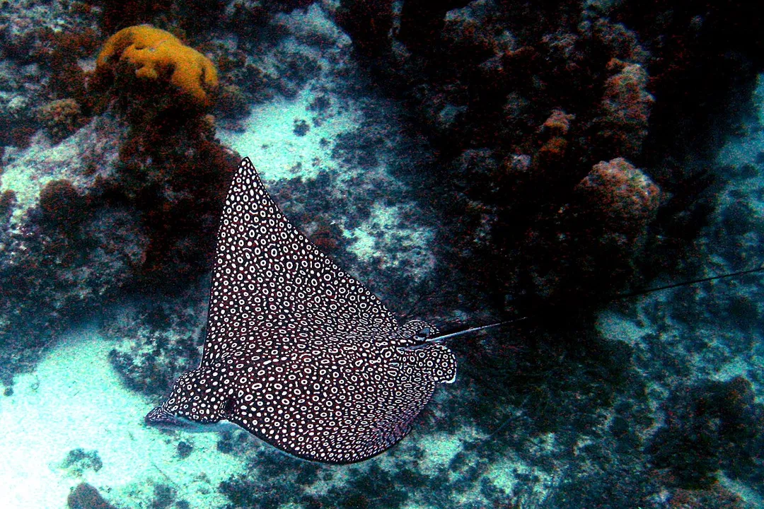 What is the physical description of the spotted eagle ray?, Head Features