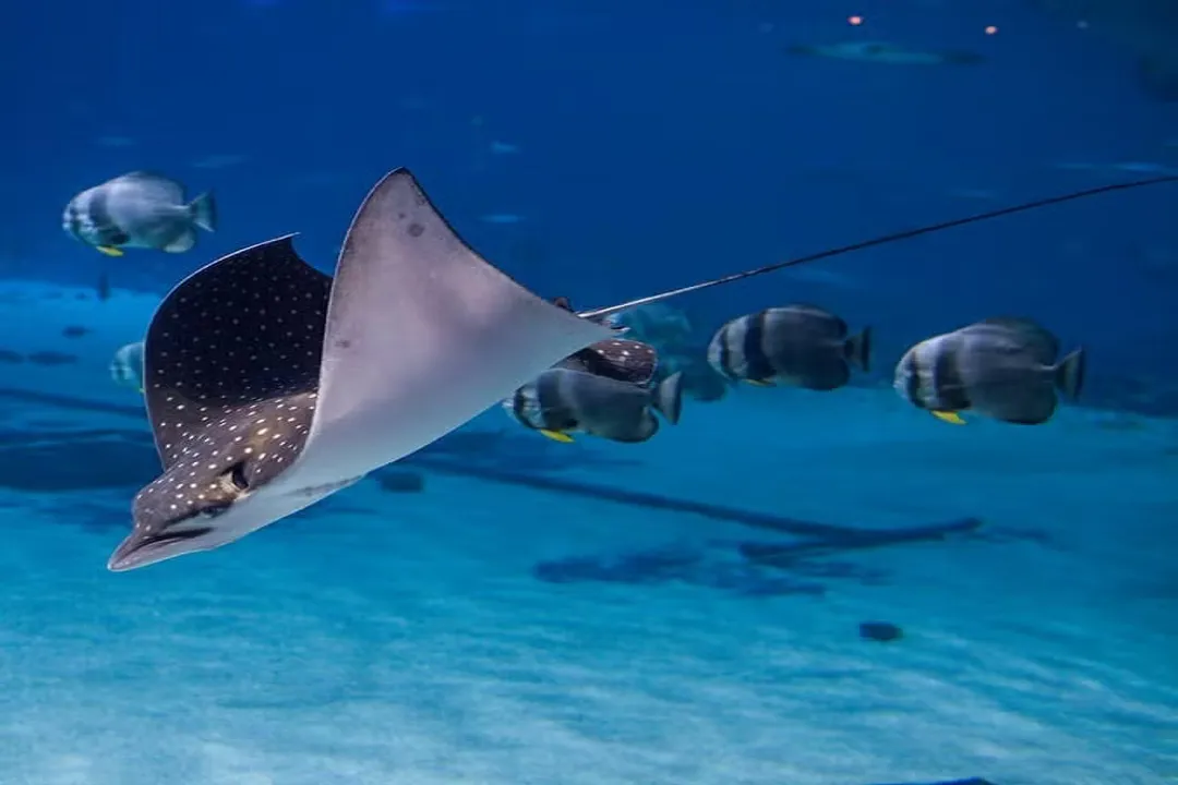 What is the physical description of the spotted eagle ray?