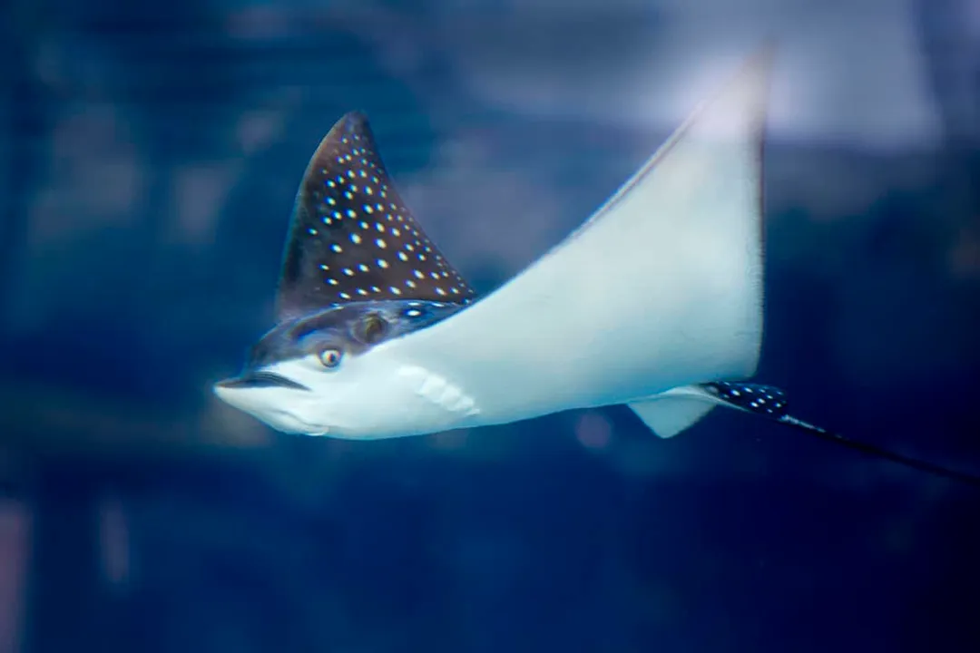 What is the physical description of the spotted eagle ray?, Disc Profile