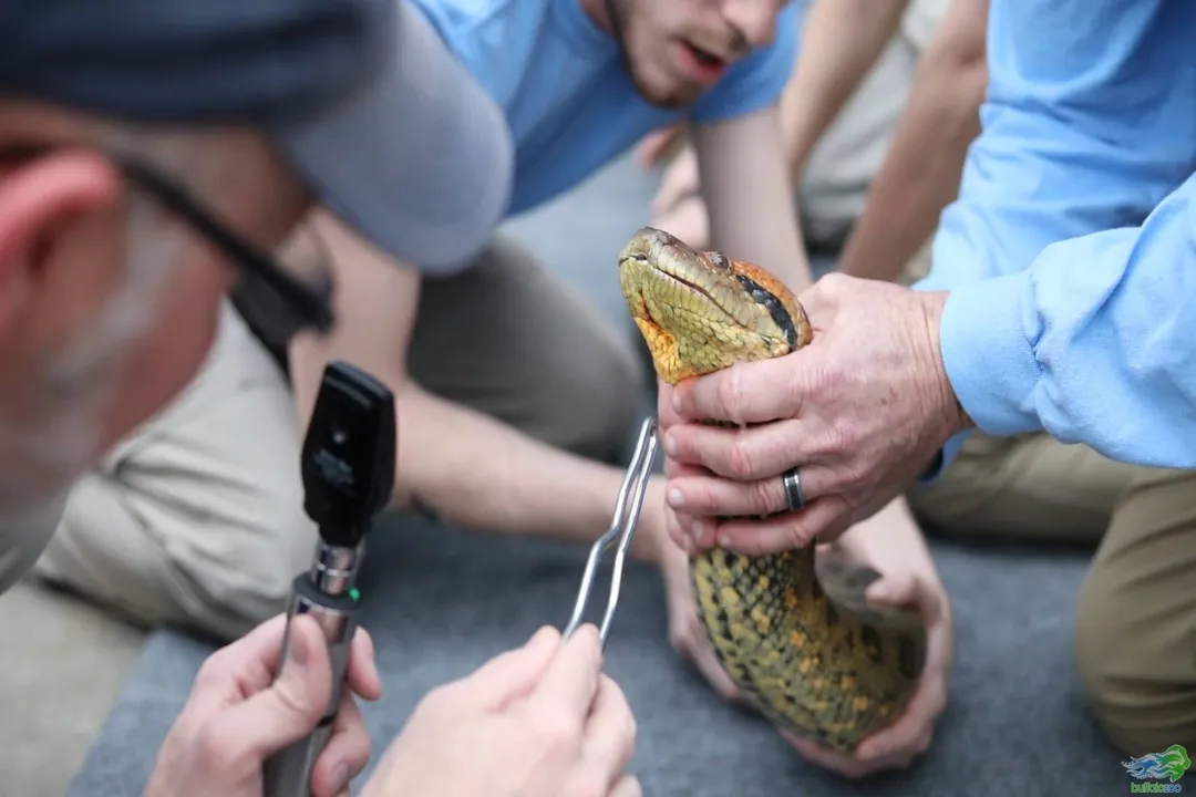 What is the physically strongest snake?