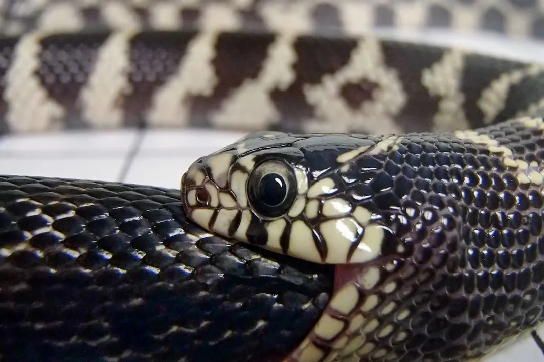 What is the physically strongest snake?, Green Heavyweight