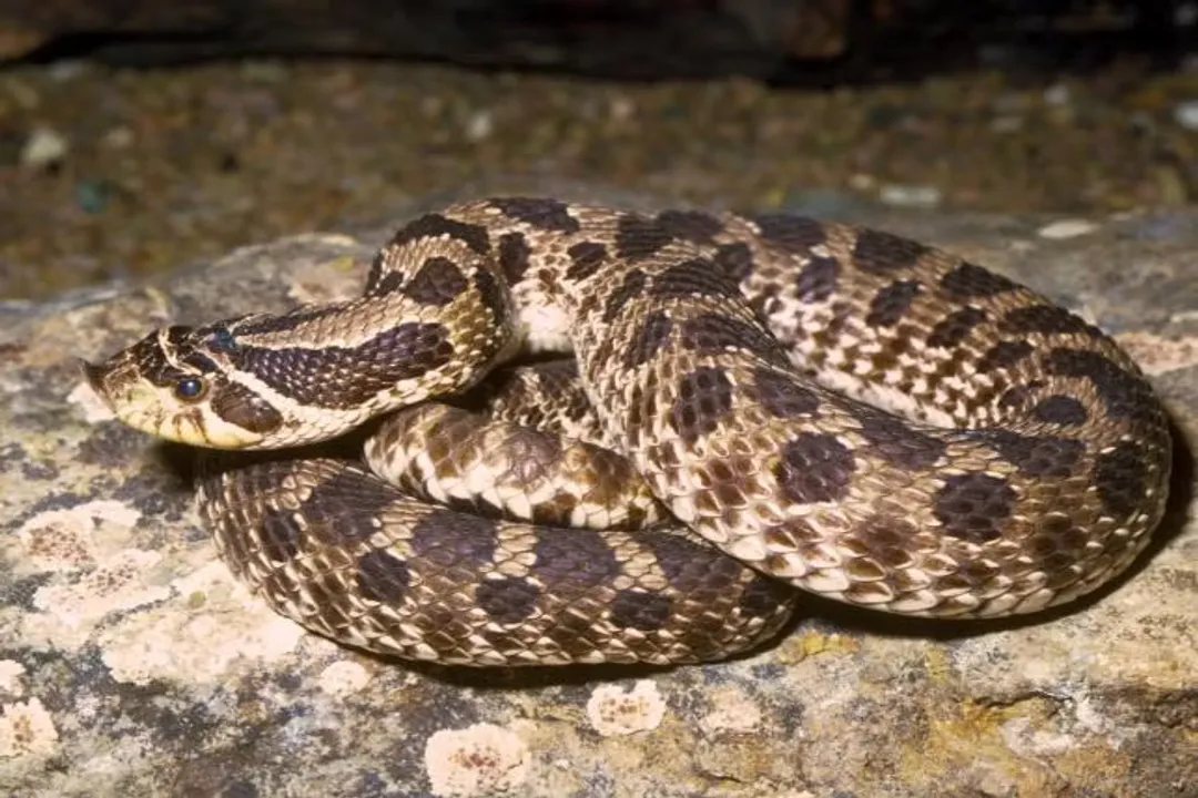 What is the plains hognose snake habitat?