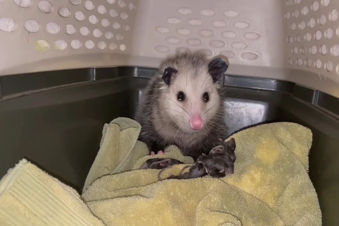 What is the possums' favorite food?, Omnivore Diversity