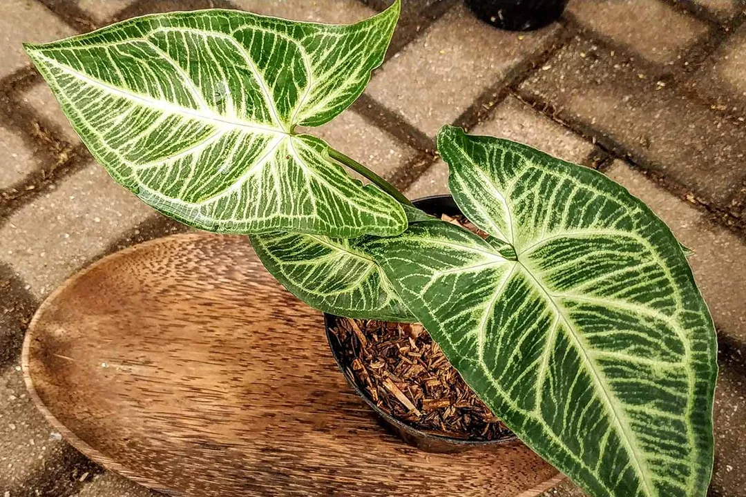What is the prettiest Syngonium?, Texture and Shape Distinction