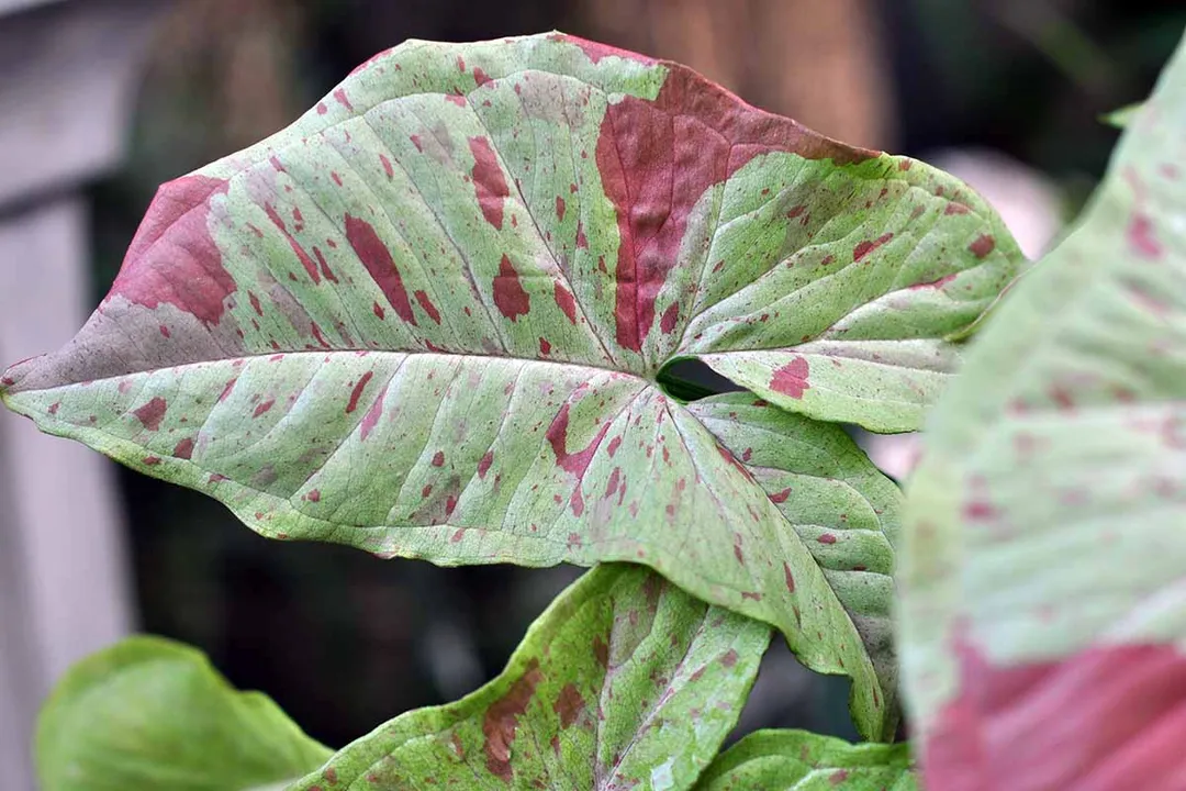 What is the prettiest Syngonium?, Striking Variegation