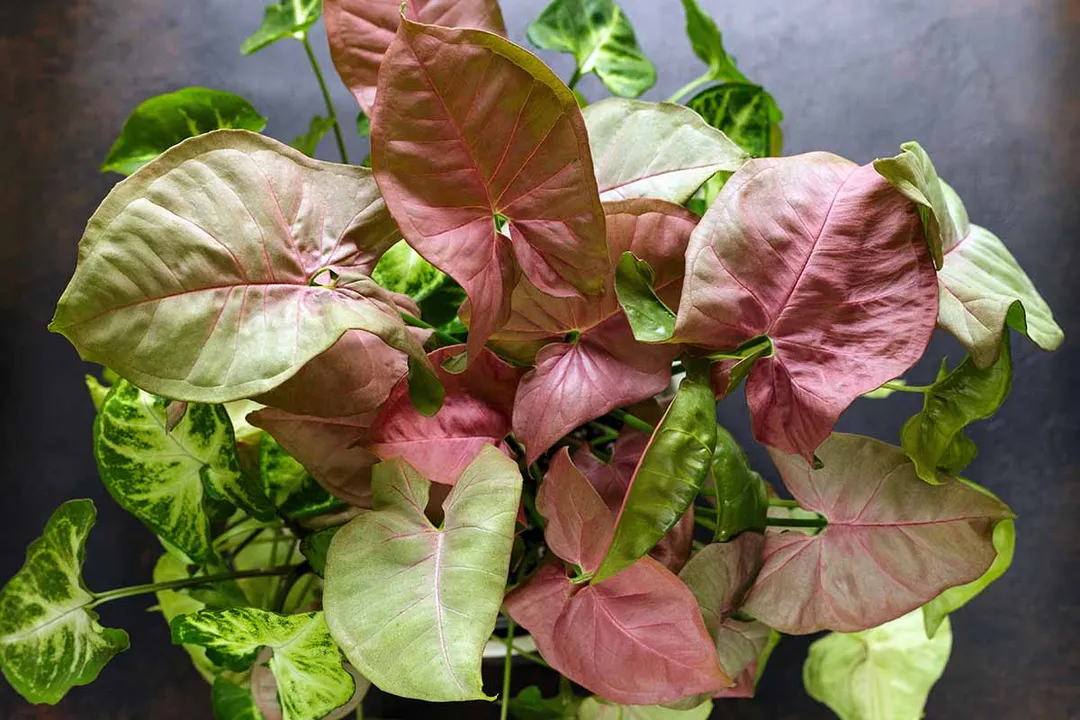 What is the prettiest Syngonium?