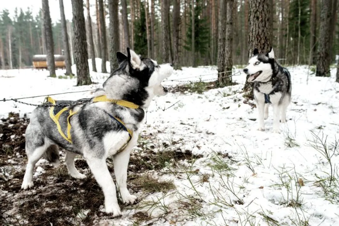 What is the price of a small Husky?, Miniature Husky Valuation