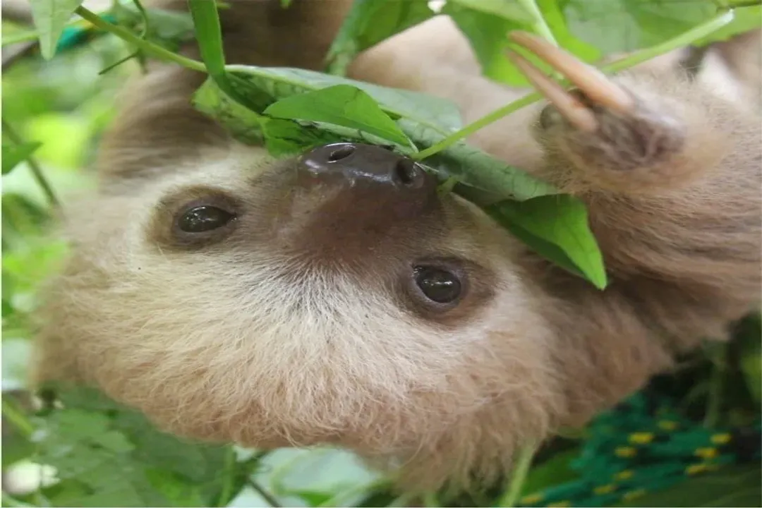 What is the primary diet of a sloth?, Primary Food Source