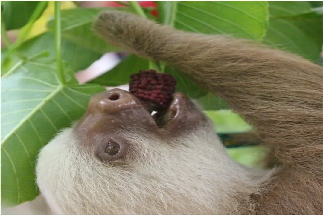 What is the primary diet of a sloth?, Species Differences