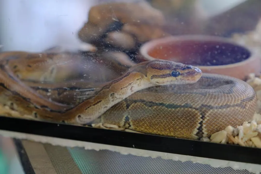 What is the primary diet of most snakes?, Wild Menu Variation