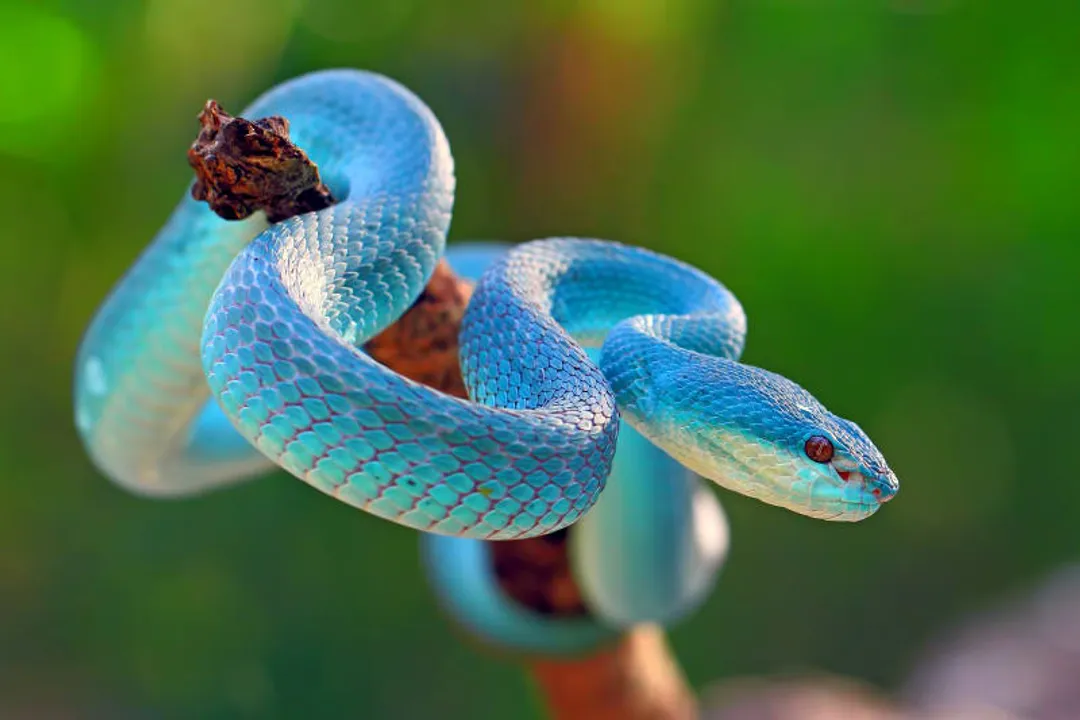 What is the primary diet of most snakes?, Core Diet