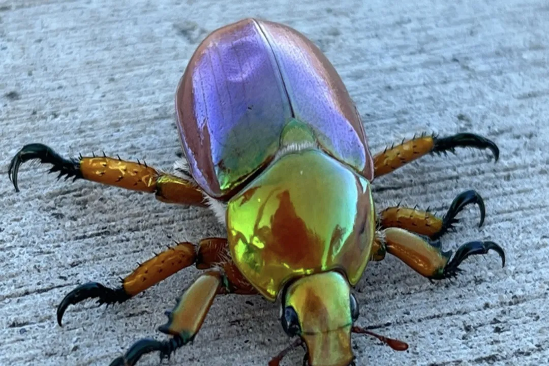 What is the purpose of a Christmas beetle?, Ecological Function