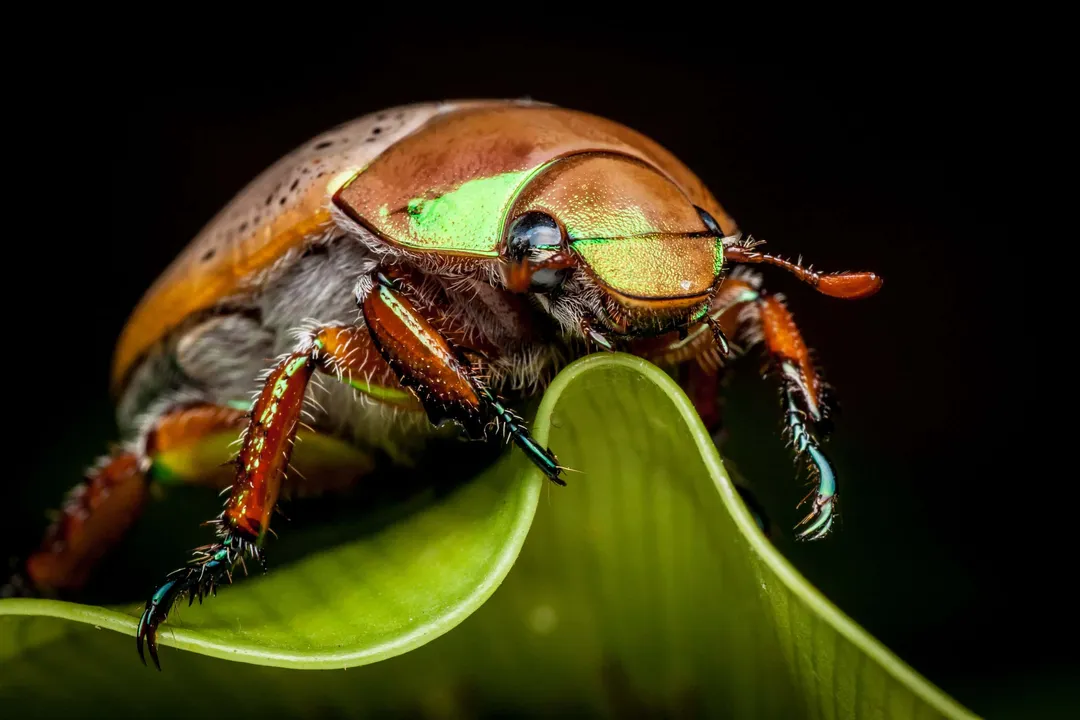 What is the purpose of a Christmas beetle?, Beetle Identity