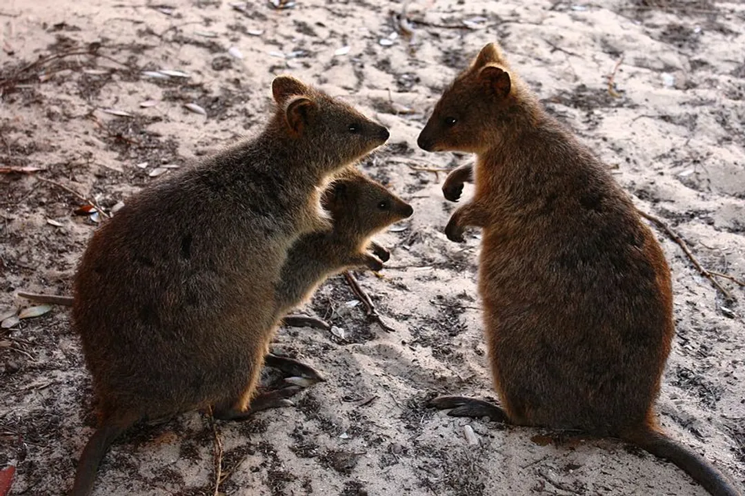 What is the quokkas classification?, Order Diprotodontia