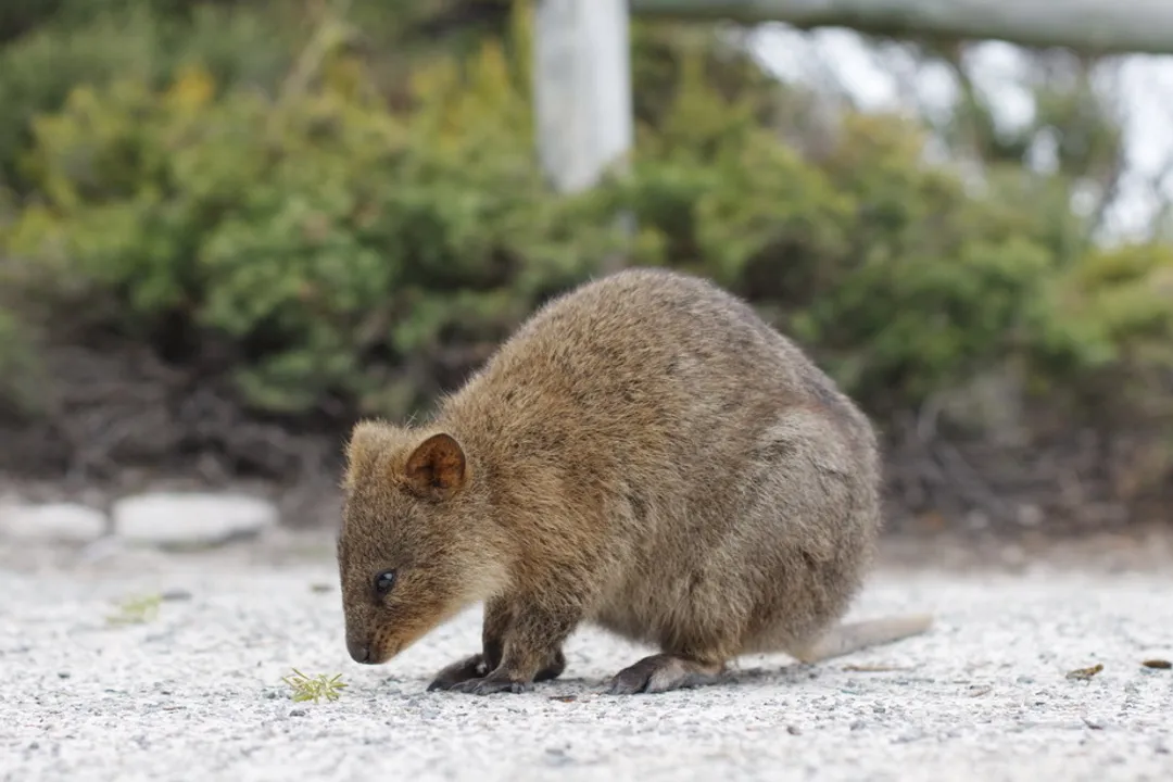 What is the quokkas classification?, Class Mammalia