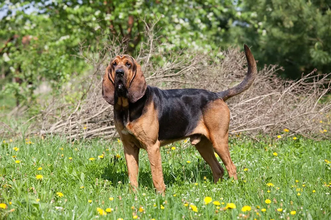 What is the rarest Bloodhound color?, Unconventional Appearances
