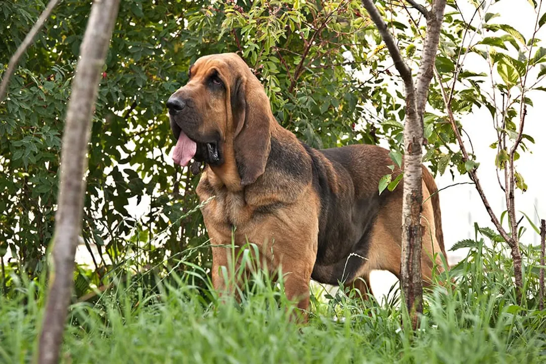 What is the rarest Bloodhound color?, Recessive Patterns Rarity